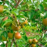 Kako uzgajati krušku iz sjemena kod kuće